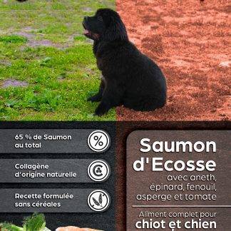 Chiot - Saumon d'Ecosse avec aneth, épinard, fenouil, asperge, tomate