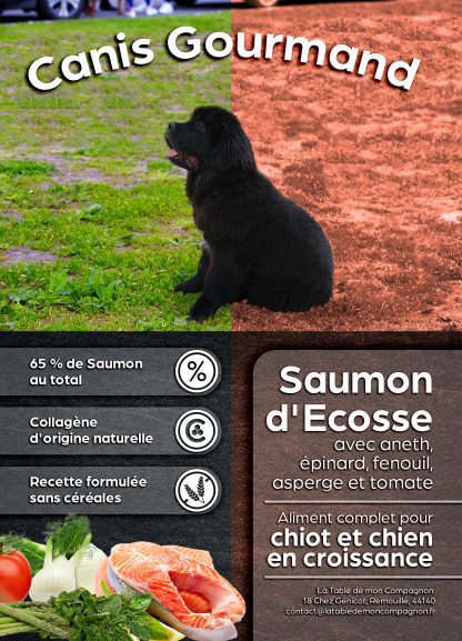 Chiot - Saumon d'Ecosse avec aneth, épinard, fenouil, asperge, tomate
