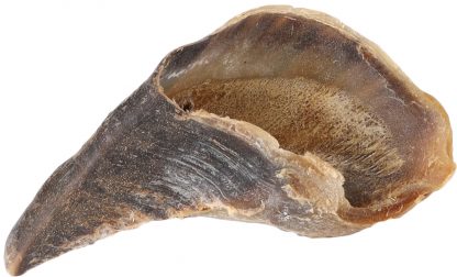 Sabot de vache